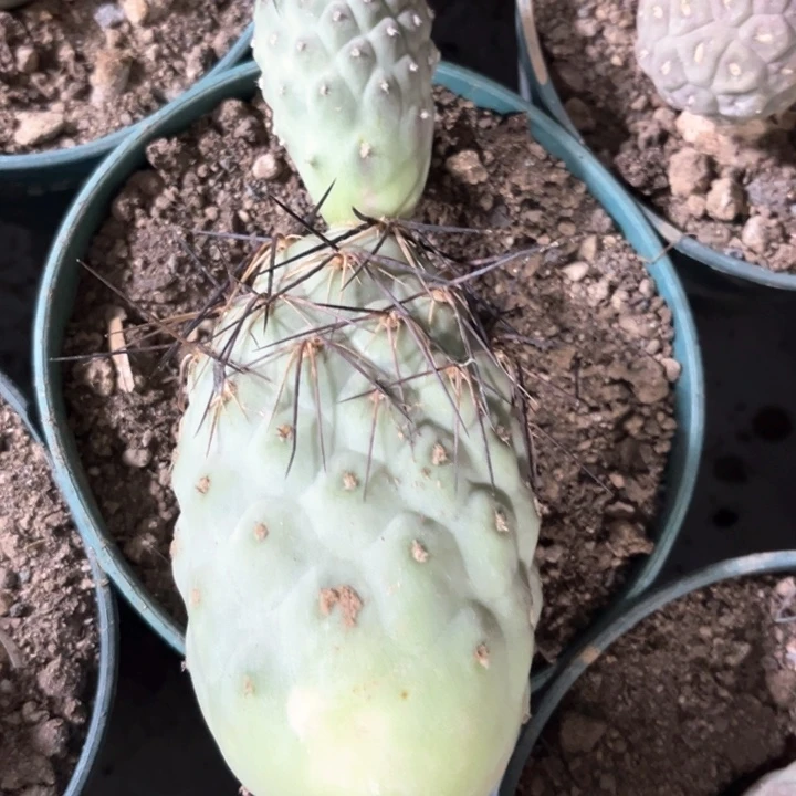 落地龙蛋习志野顶芽