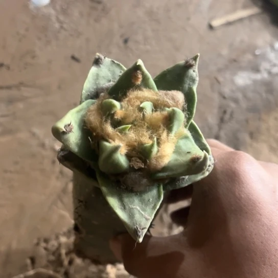 绿**山龙牙牡丹锦黑刺嫁接