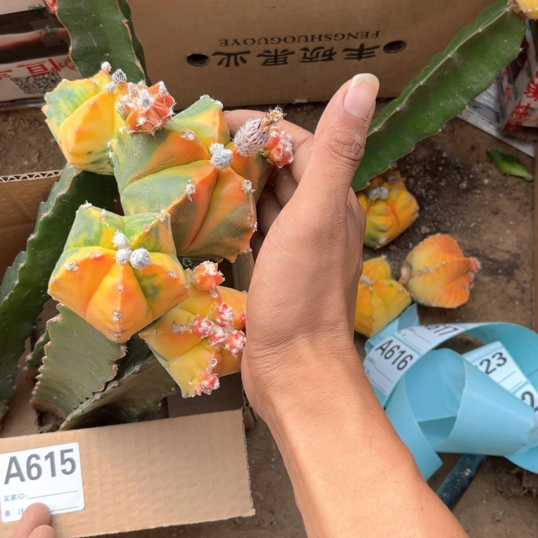 鸾凤玉锦三角嫁接仙人球615