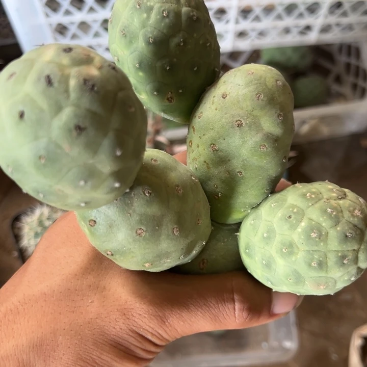 青皮洞洞习志野落地无根