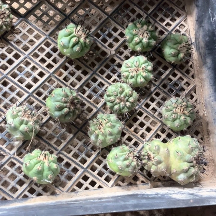 黑王丸一代侧芽落地无根