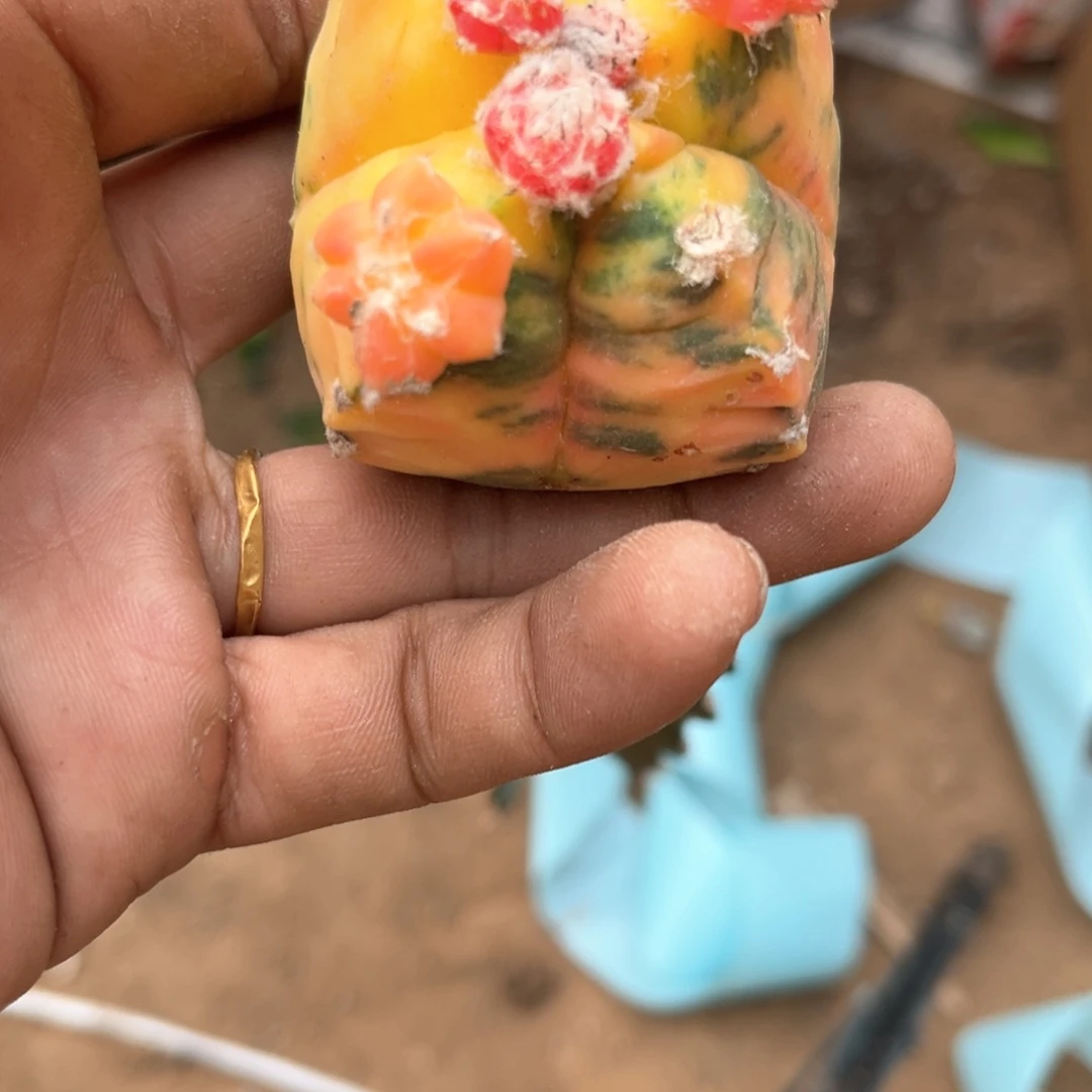 鸾凤玉苗接苗保留15公分发货648