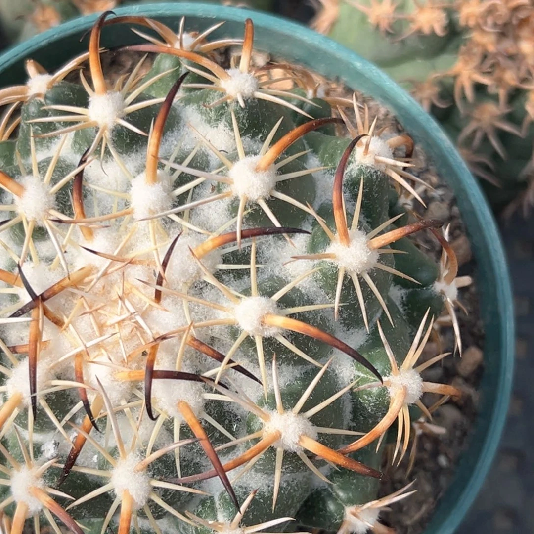 象*苗接落地钢钉仙人球