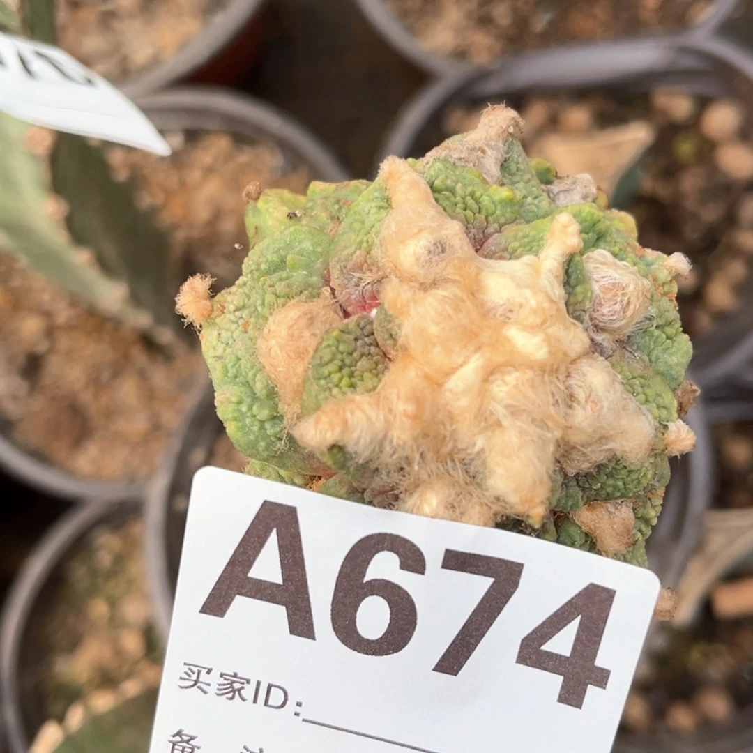 梦幻怒涛锦三角嫁接674