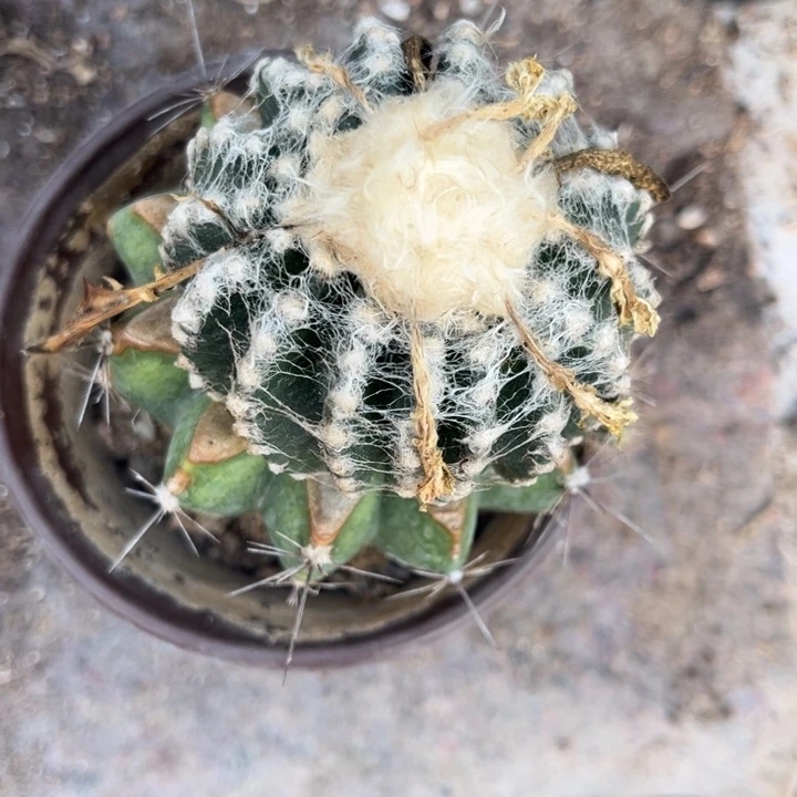 奇特球草球苗接苗