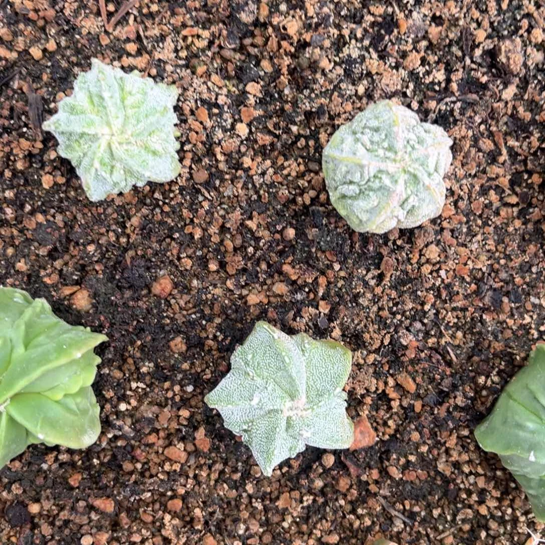 象*三个银沙核桃送一个绿核桃