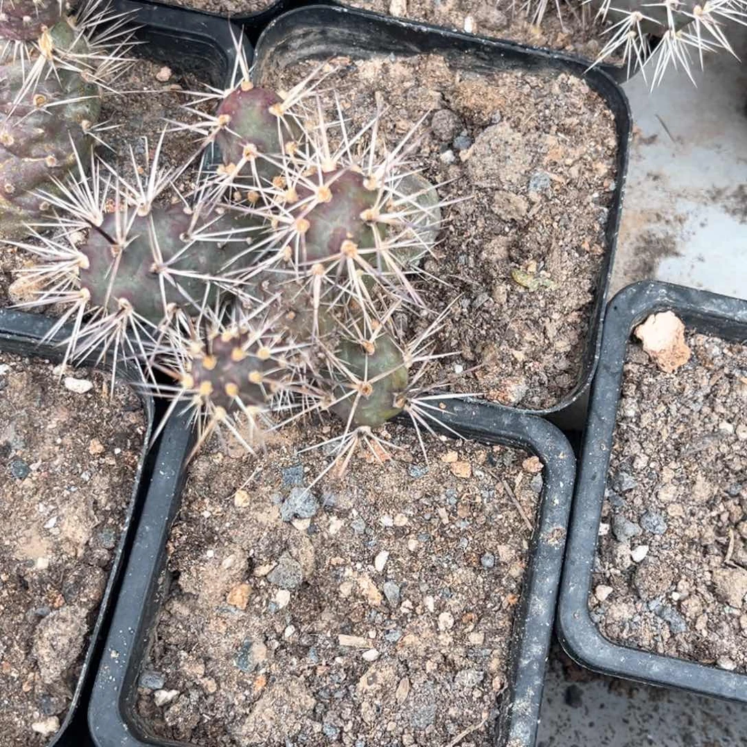 白刺海胆习志野瑕疵落地生根三头以上