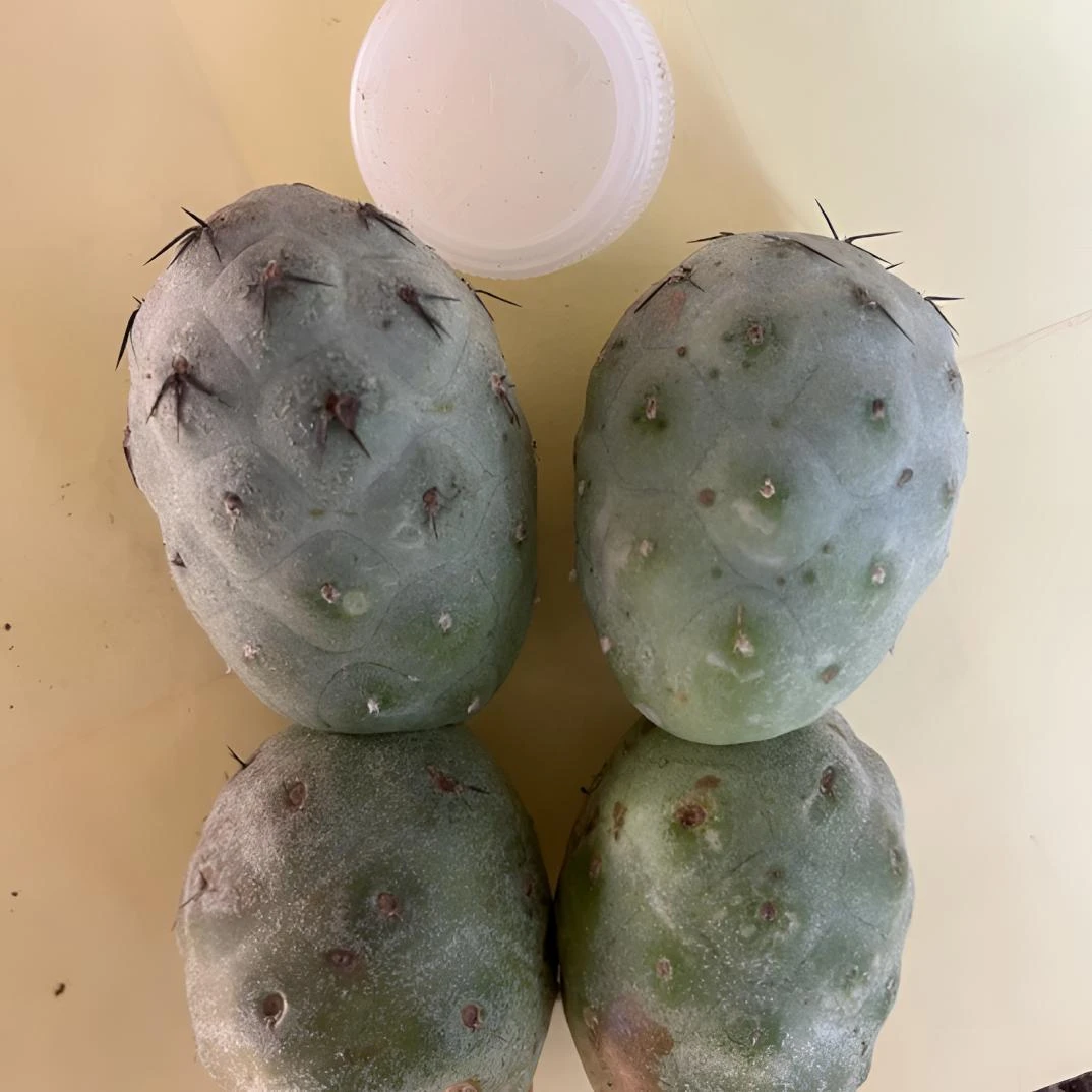 蓝皮退刺习志野微刺落地无根两个双头