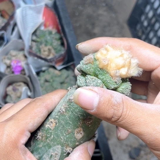 黑刺绣谱龟甲牡丹苗接