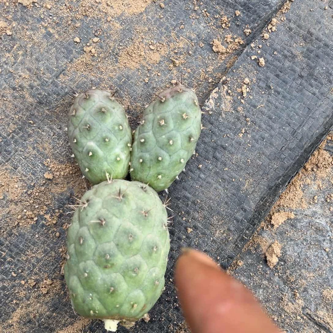 金刺红花米奇习志野无根仙人球