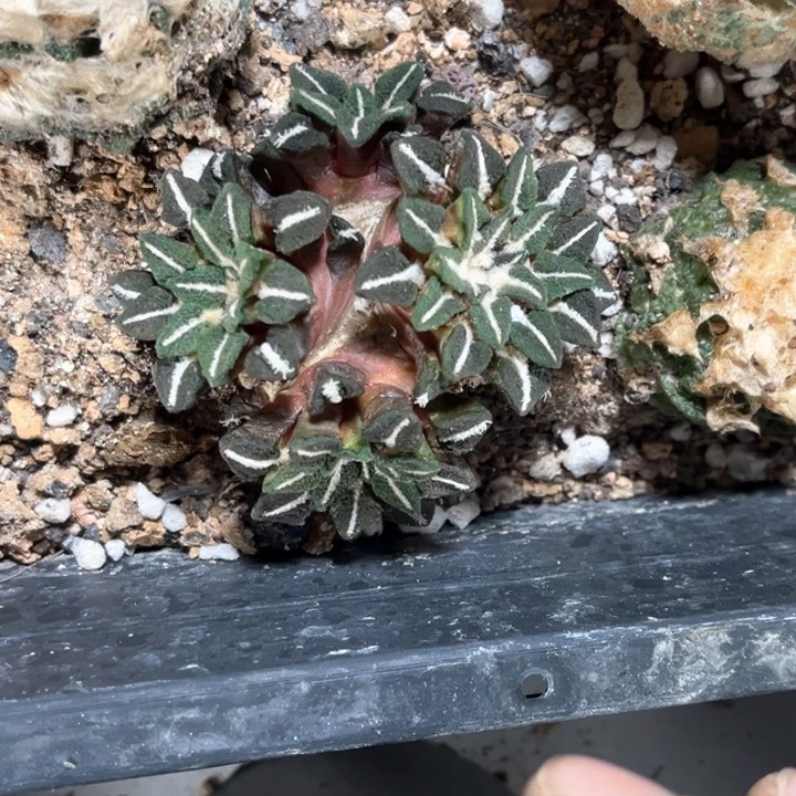 黑牡丹落地生根四头