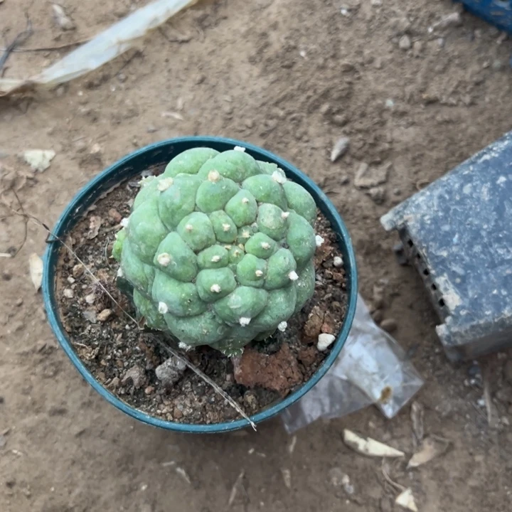 张*大叶草球草球嫁接