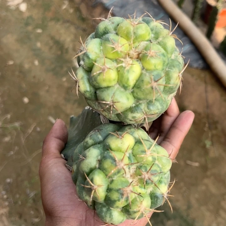 两个天丝象牙嫁接