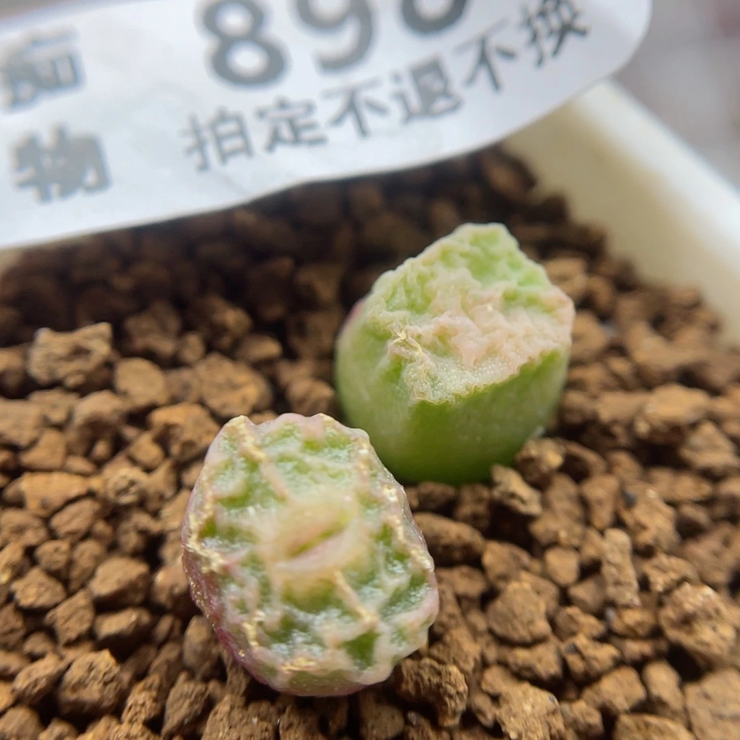 嘟嘟嘴烧卖，898号……
