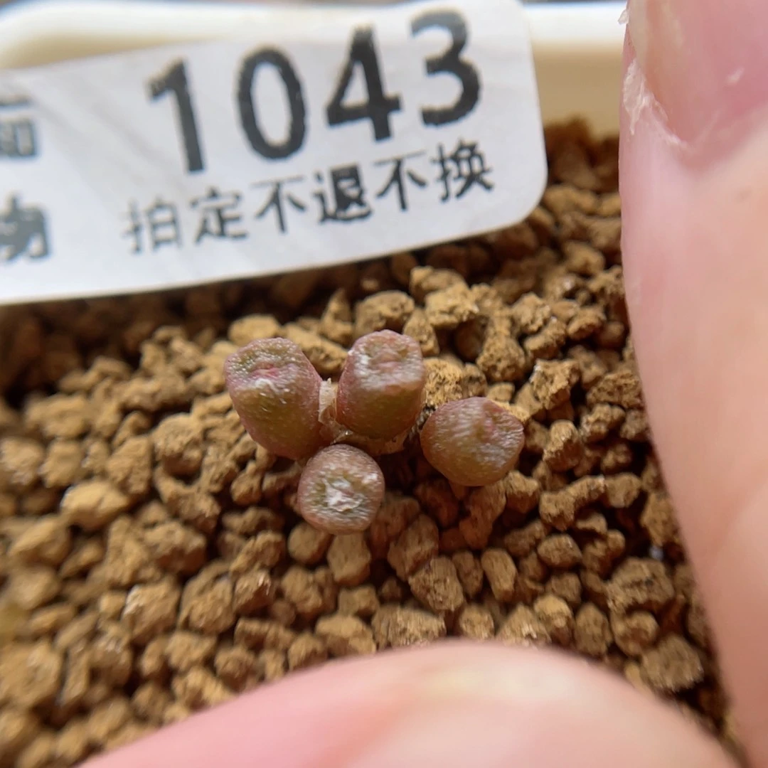 方糖，头小慎拍，1043号……