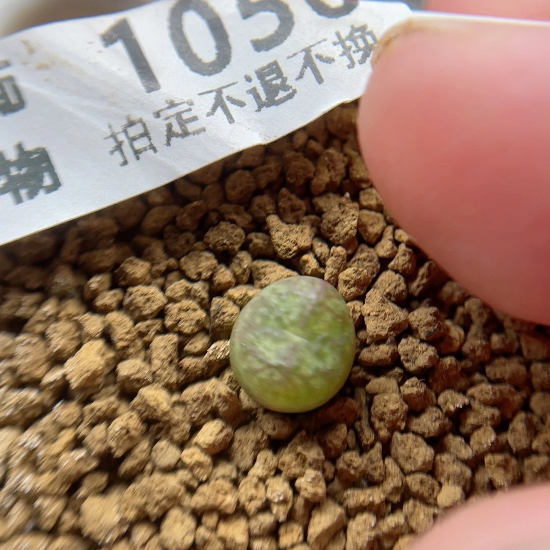 毛杂，1050号………11111