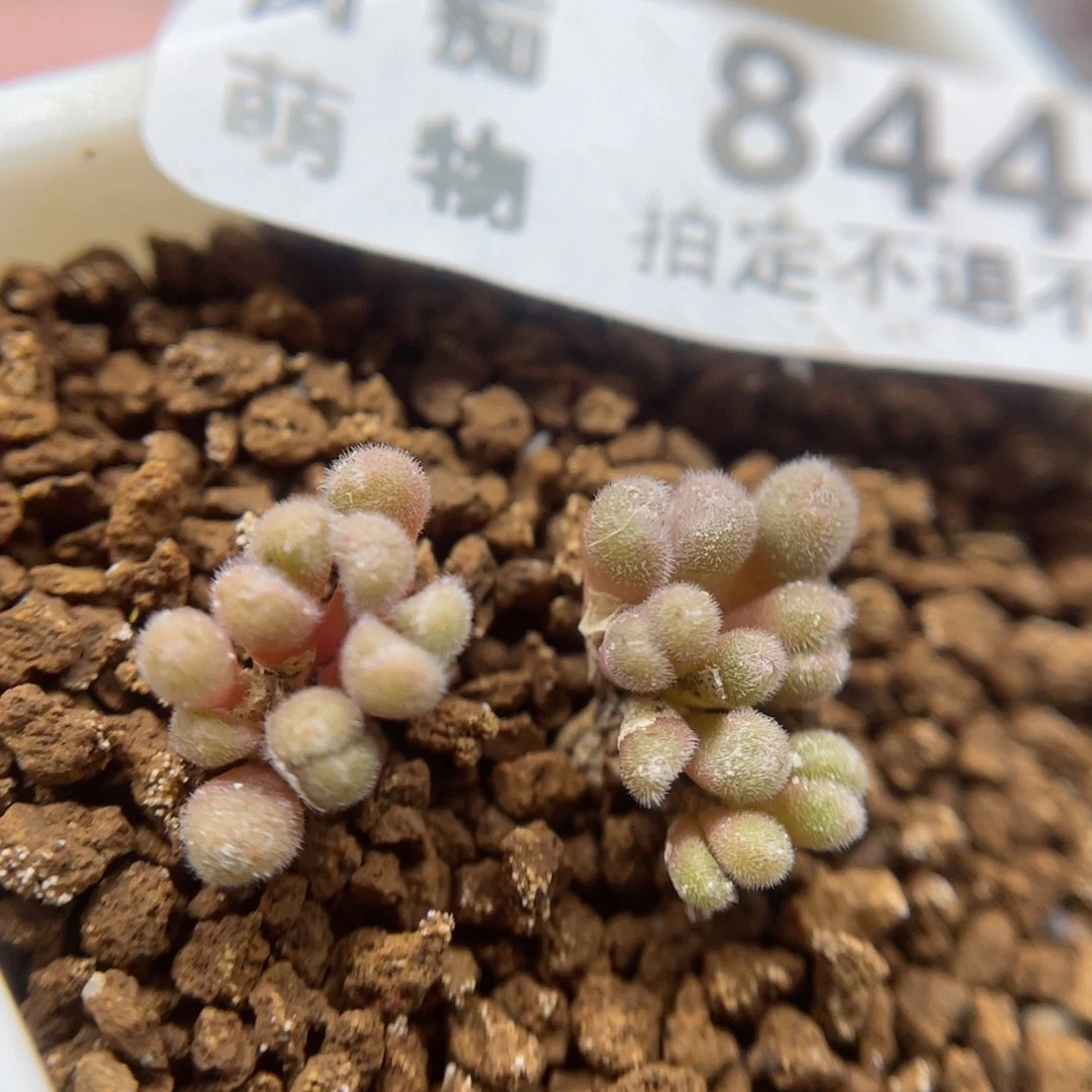 斯蒂芬毛球，头小慎拍，844号……