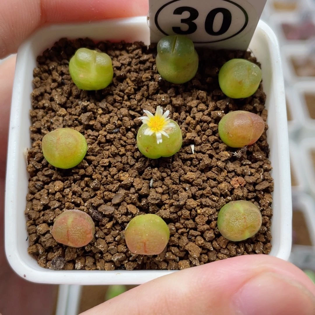 雪，茄9颗，30号……