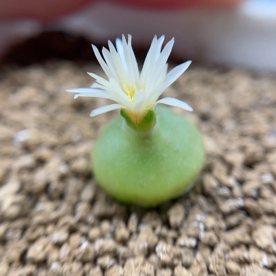 哈默灯泡1.2厘米，11111111