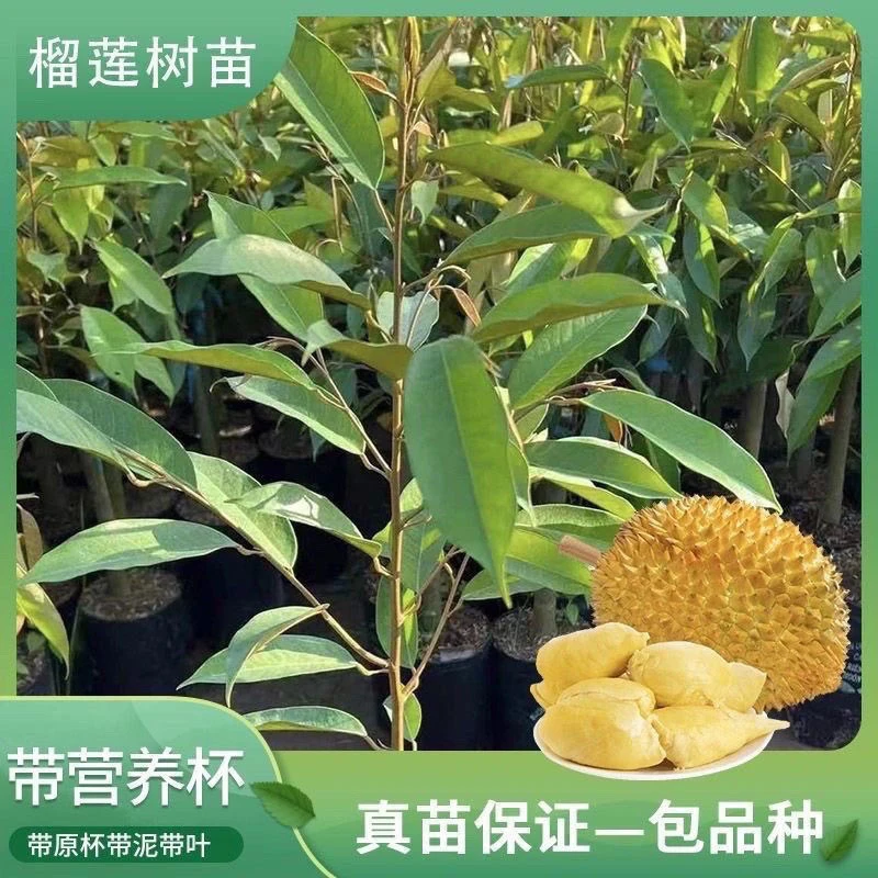 【正宗榴莲苗】金枕猫山黑刺耐寒品种带土带叶发嫁接苗一物一拍链接