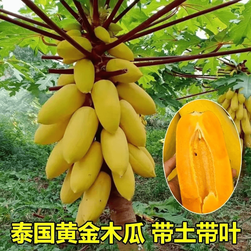 新品种泰国黄金木瓜矮化水果木瓜树苗盆栽地栽庭院种植南北方可种