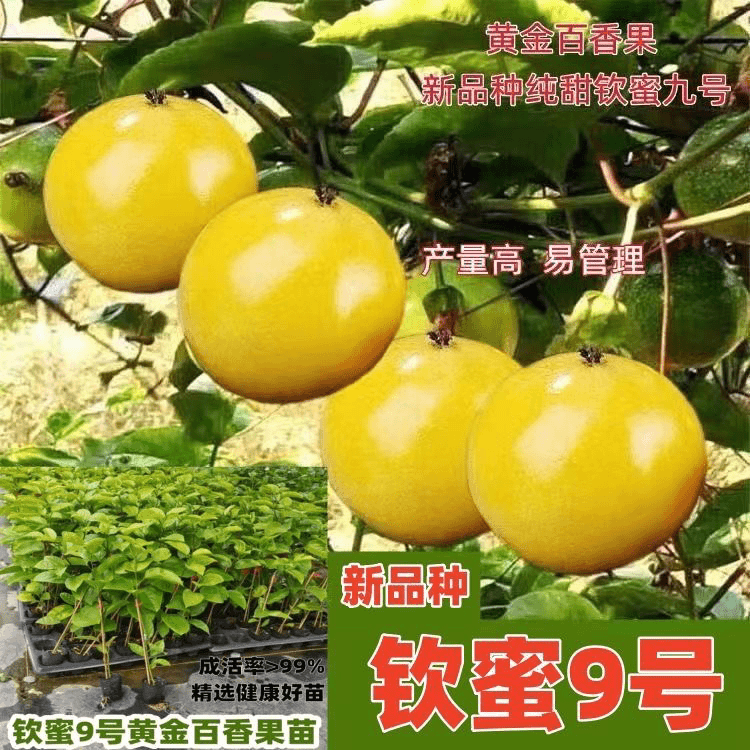 改良纯甜黄金9号百香果苗嫁接苗一年四季爬藤超大超甜百香果苗