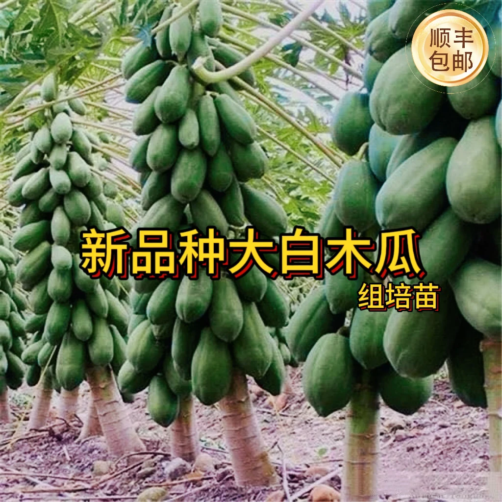 〔广西发货〕新品种大白红心木瓜组培苗一年四季结果矮化品种产量高