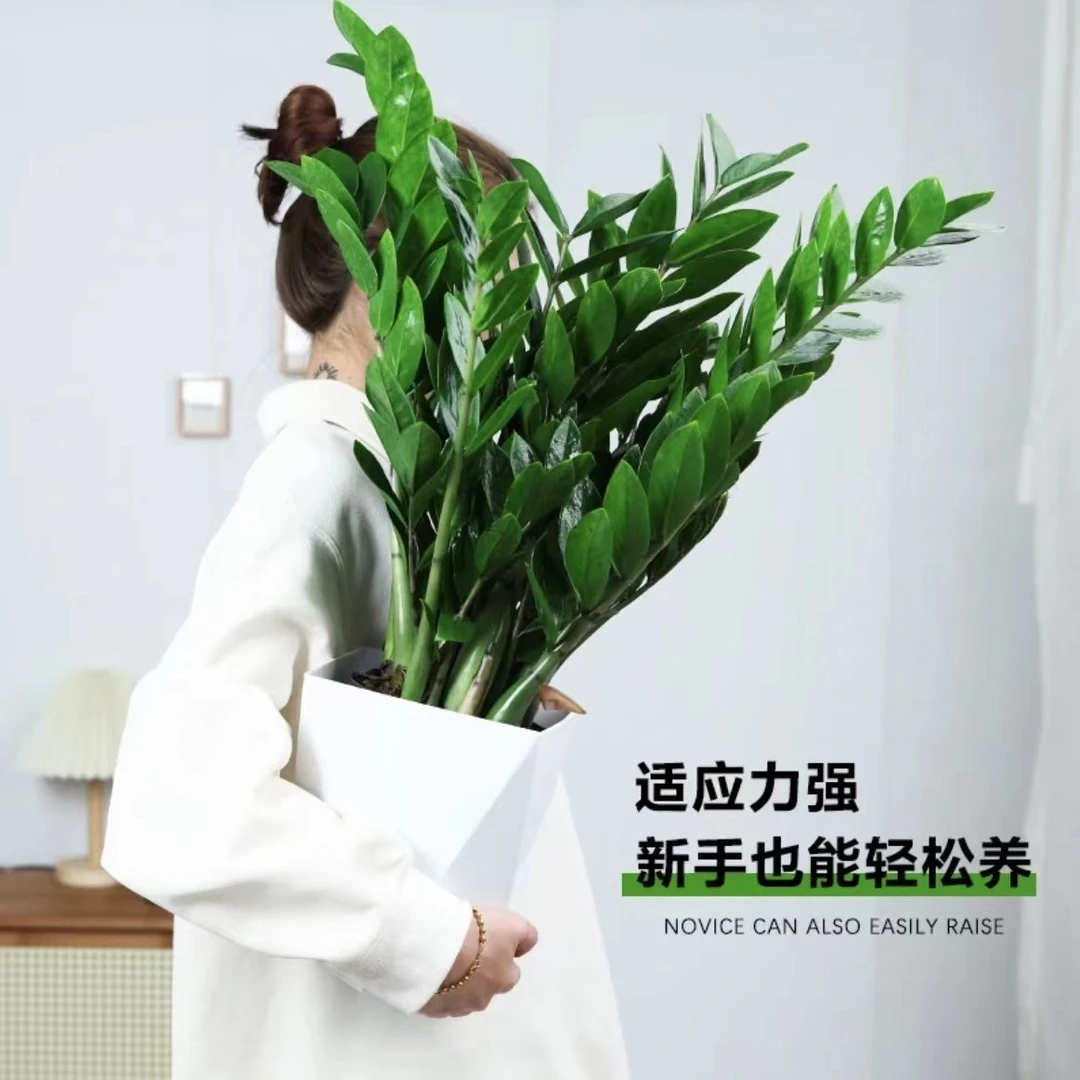 金钱树绿色懒人土培植物室内客厅简单好养易打理盆栽带白色钻石盆