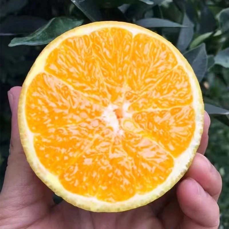 江西赣南脐橙一件5斤