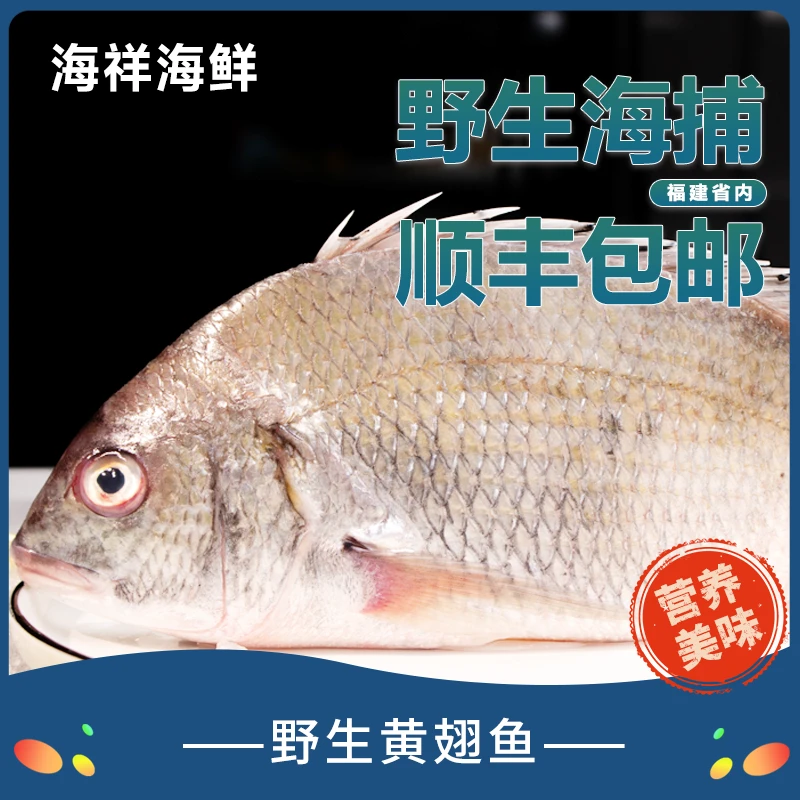 祥芝渔港新鲜上岸 野生大黄翅鱼 黄脚立 黄雕鱼 福建省内顺丰包邮