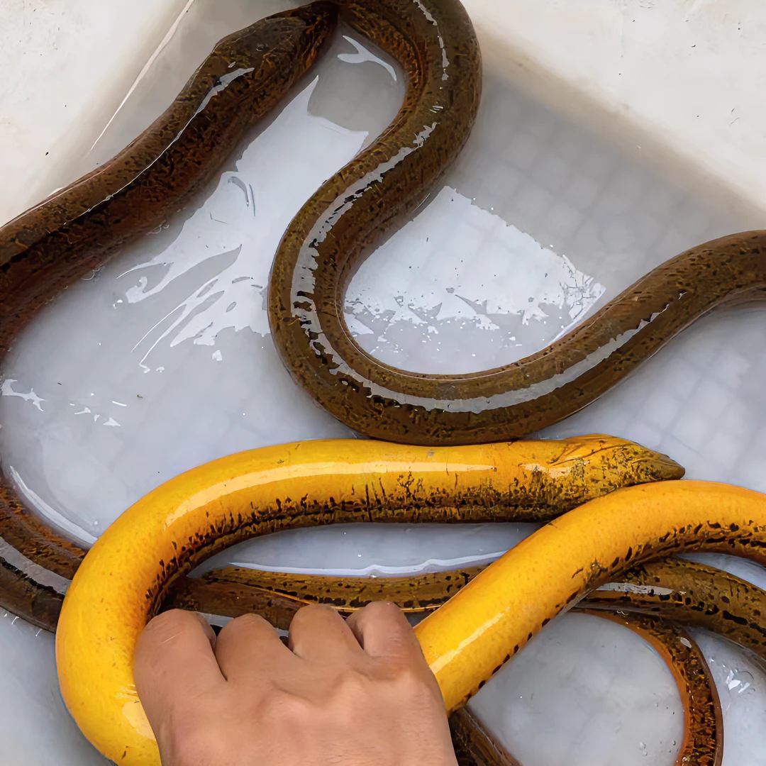 2两以上土黄鳝3斤装改价链接