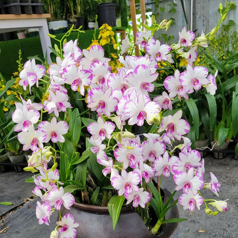 泼墨石斛兰花卉植物室内客厅阳台懒人花卉植物经典洋兰品种带花苞