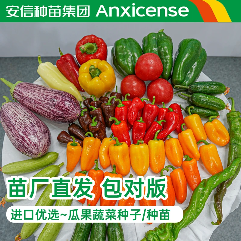 安信线椒辣椒水果椒老品种甜椒苗子种子农家四季易种植盆栽特辣