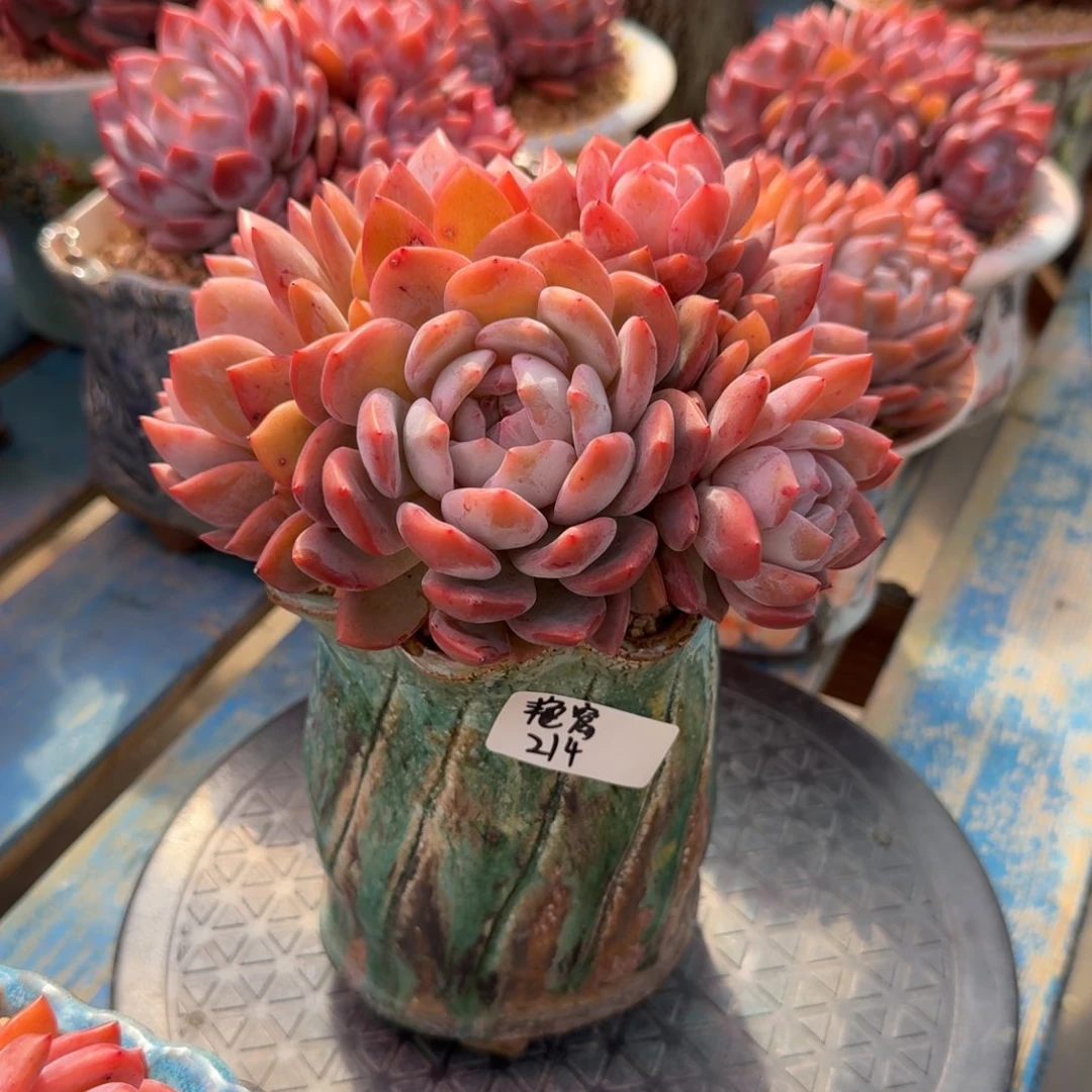 橙梦露群生不带盆