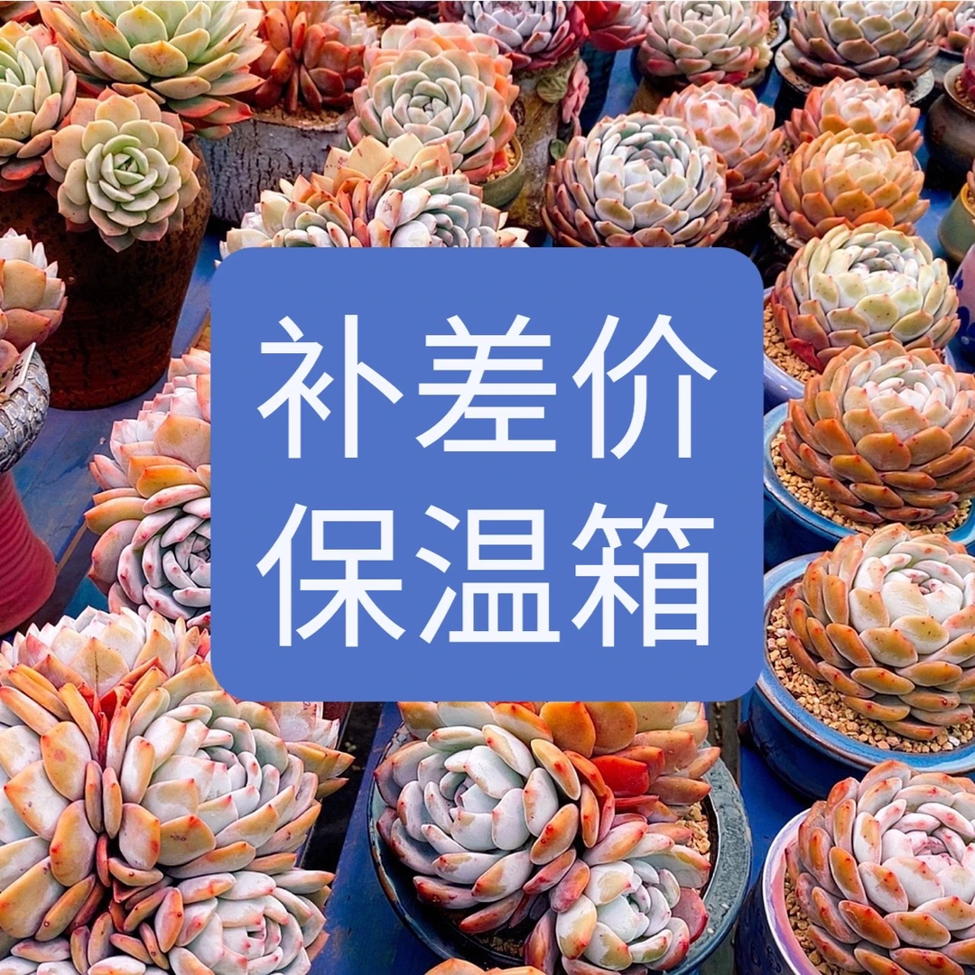 补差价、保温箱 【一植生活】橙梦露精品多肉 老桩控养