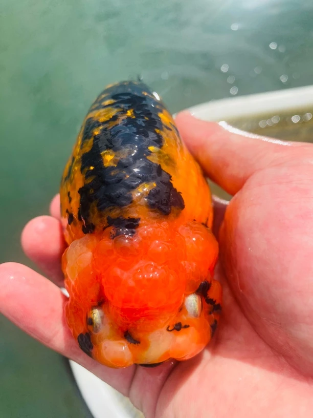 观赏鱼兰寿金鱼精品兰寿