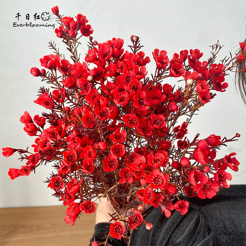 千日红澳洲腊梅多色木本植物鲜切花花期长年宵花节日瓶插花 北京