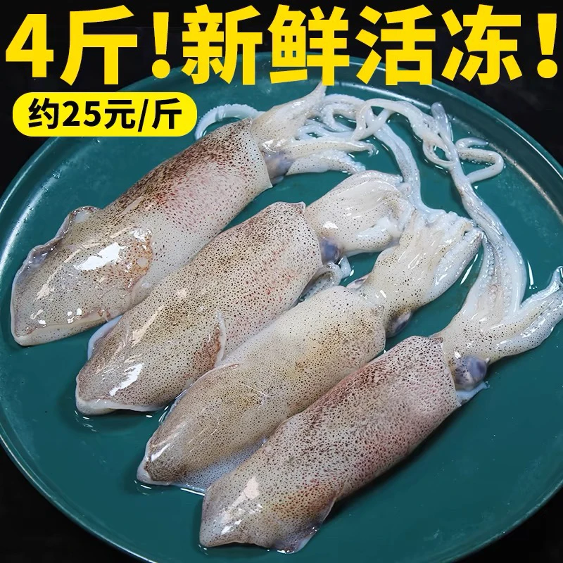 日照码头直供新鲜笔管鱼海兔籽乌墨鱼 4斤装包邮到家 顺丰速递