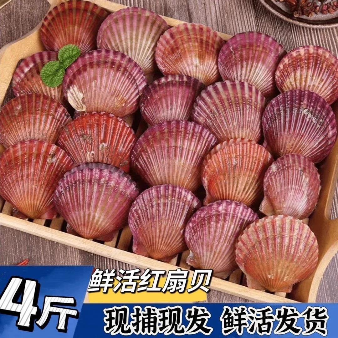 鲜活扇贝小红贝港湾贝海鲜水产贝类（包新鲜不包活）4斤装顺丰包邮
