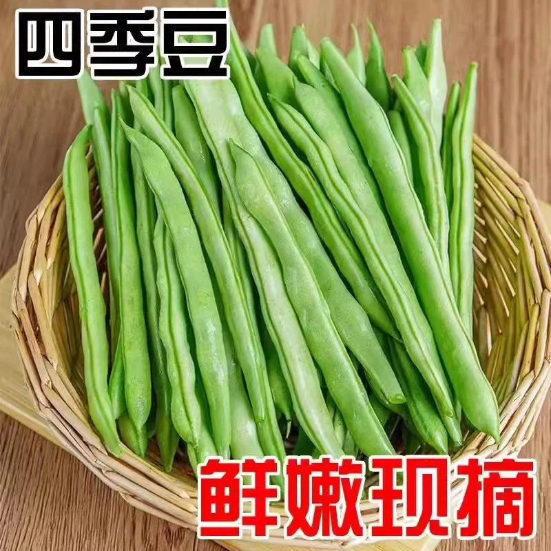 【四季豆DX】新鲜现摘四季豆云南豆角应季蔬菜长扁芸豆1斤起
