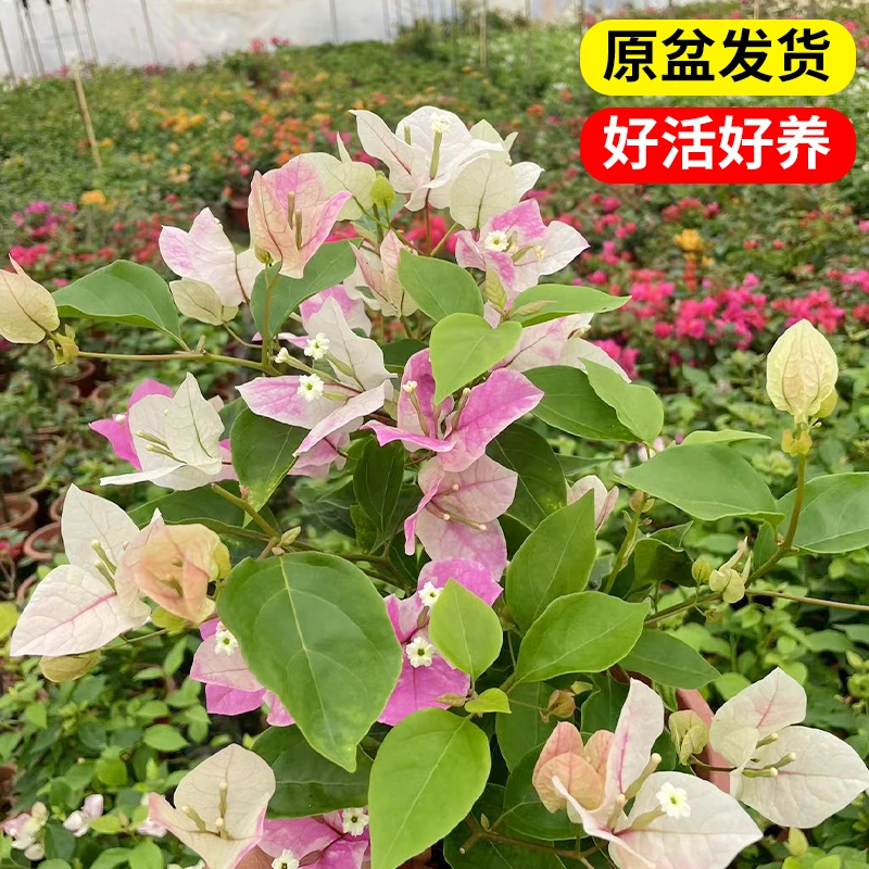 Heng ji 三角梅盆栽四季开花卡亚塔白雪公主伊娃系列