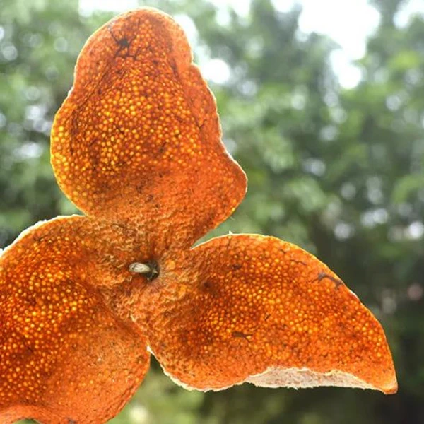 新会柑皮茶补差万向链接听介绍10克50克100克250克500克