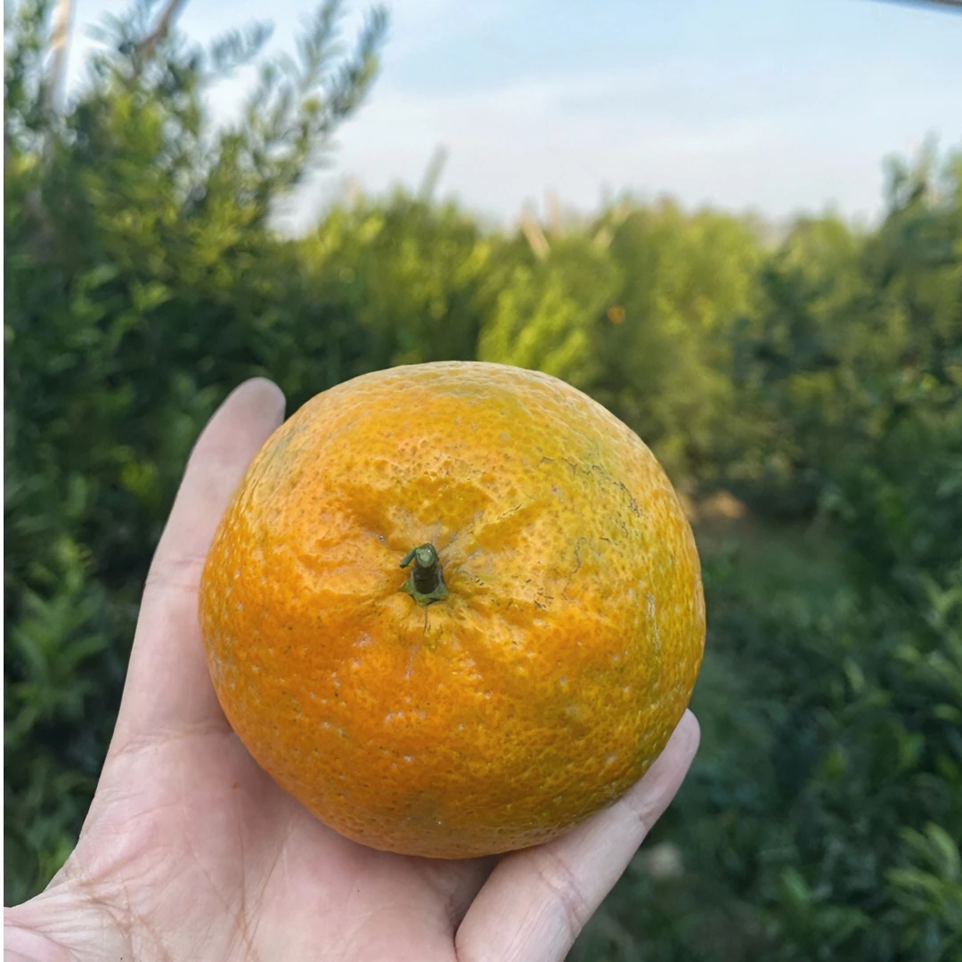 【塞口围】2023年新会柑皮梅江塞口围圈枝大红皮