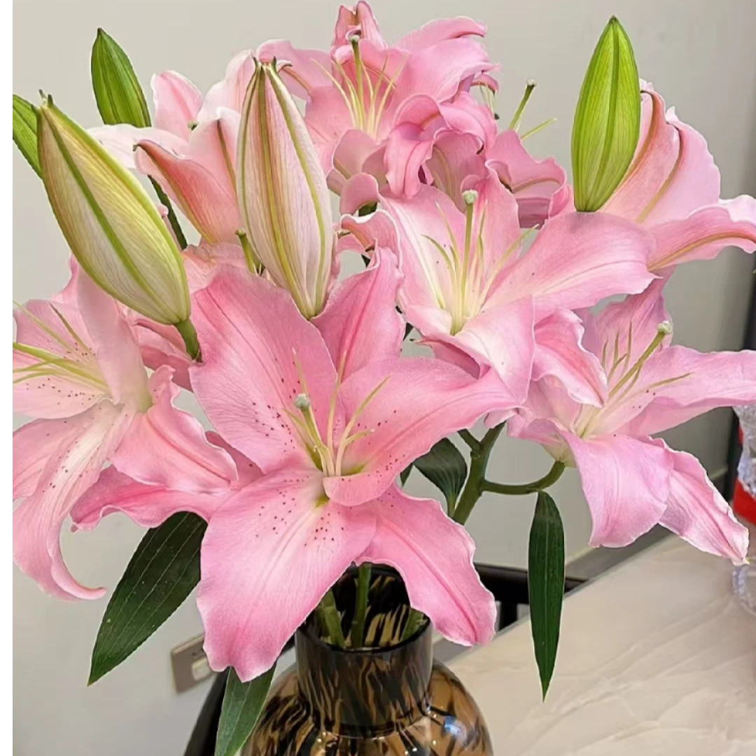 【5支5朵 粉色 香水百合】任意两单顺丰包邮+百合粉1袋+10袋保鲜剂