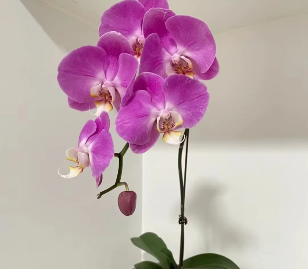 蝴蝶兰 粉佳人盆栽带花 任意两单顺丰包邮+百合粉1袋+10袋保鲜剂