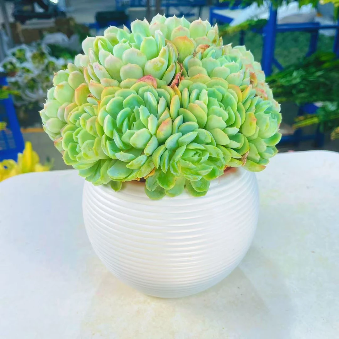 香水贝芮多肉盆栽 （带花盆 ） 全场鲜花任意三单顺丰/京东包邮