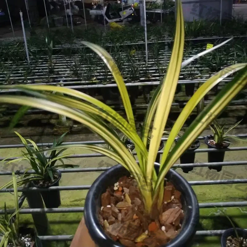兰花苗 墨兰中透艺草 南阳之松 室内花卉绿植盆栽好养易活