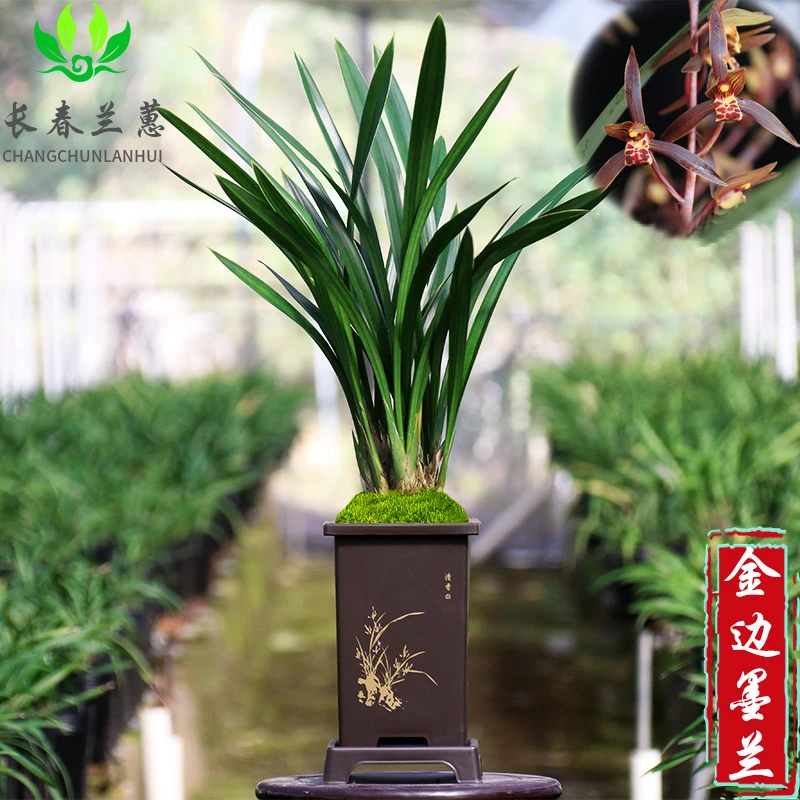 兰花苗墨兰金边企黑带花苞浓香春节开花室内花卉绿植物原盆栽好养