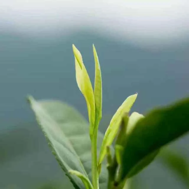 严坪茶叶2025年新茶三峡秭归高山严坪毛尖绿茶高山茶250g~500g