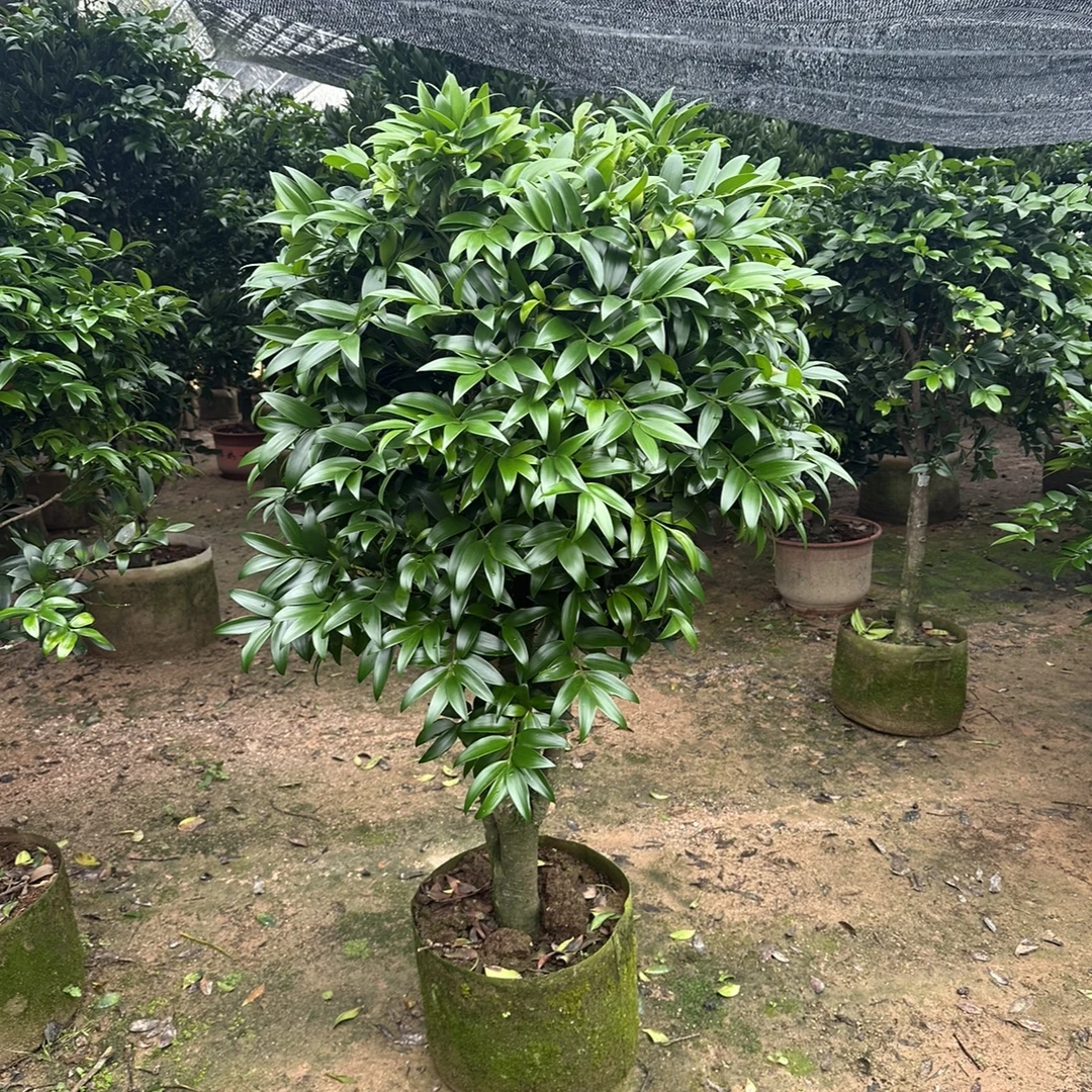 台湾圆叶竹柏大树桩步步高升长寿竹兴旺竹室内阳台庭院耐阴驱蚊